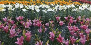amazing garden from lilies