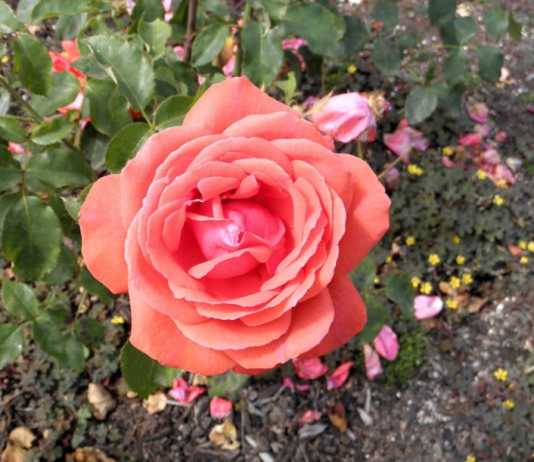rose names