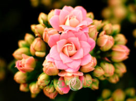 Kalanchoe Plant Benefits