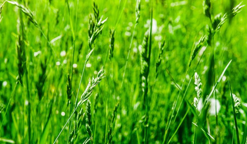 Best Time To Grass Seed Your Garden (Working Formula) When Is It Too Cold To Plant Ryegrass