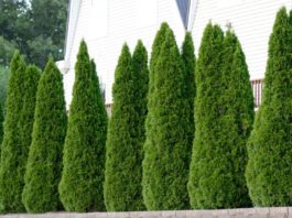 The best fertilizer for arborvitae