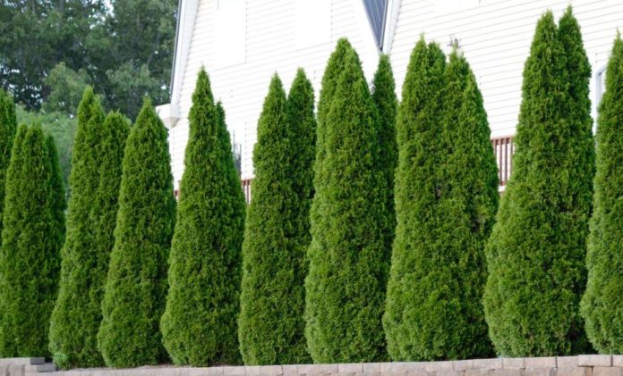 Emerald Green Arborvitae Growth Chart