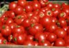 best compost for tomatoes