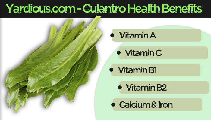 Culantro Vitamins and Health benefits