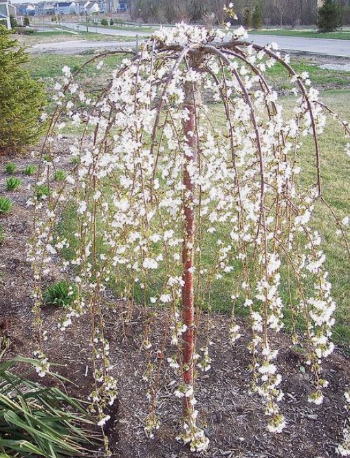 Dwarf Cherry tree is blooming