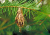 get rid of bagworms