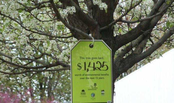 How Much Does it Cost To Plant a Tree