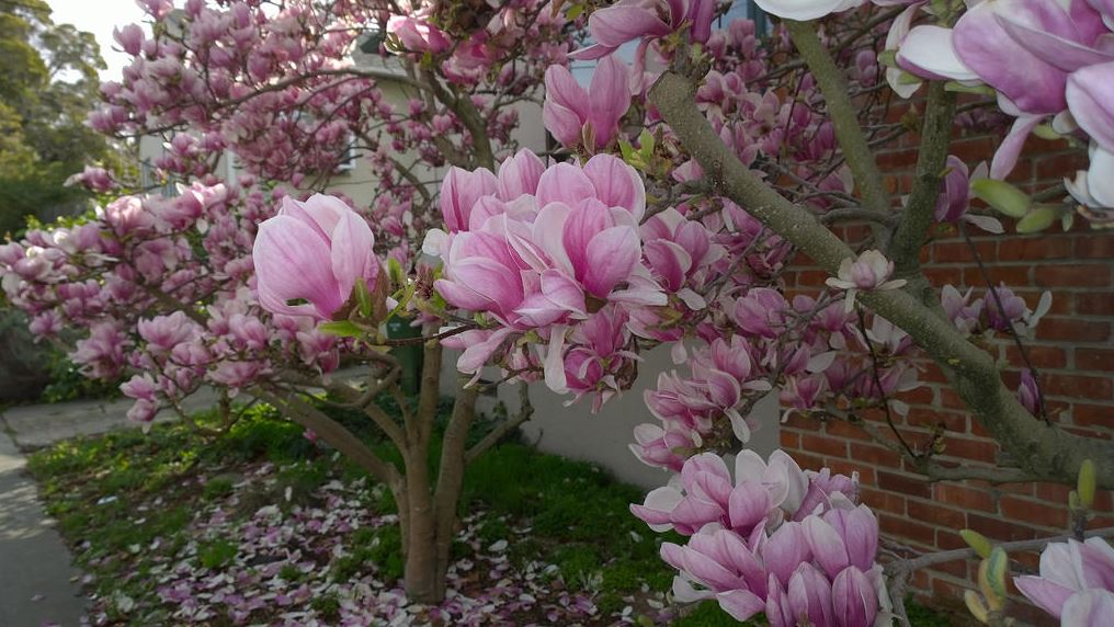 Magnolia Soulangeana