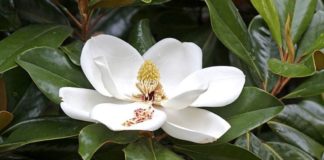 Magnolia Trees identification