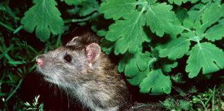 what keeps rats away from your garden