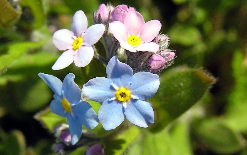 forget me not Broadleaf