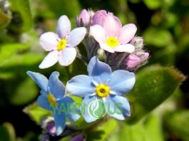 Forget Me Nots or Forget-Me-Not