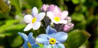 Forget Me Nots or Forget-Me-Not