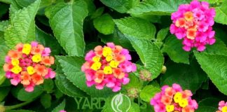 lantana confetti (lantana camara)
