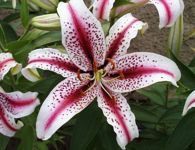 Dizzy Oriental Lily Bulb