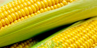 Sweet Corn Varieties and recipes