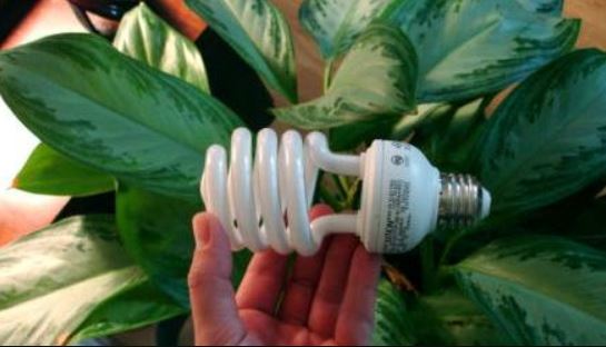 halogen light for plants