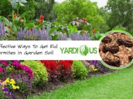 get rid of termites in your garden