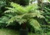 Pruning Tree Ferns