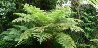 Pruning Tree Ferns