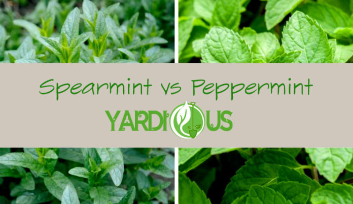 Spearmint vs peppermint