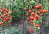 how far to space tomato plants apart