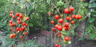 how far to space tomato plants apart