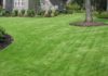 zousia lawn grass