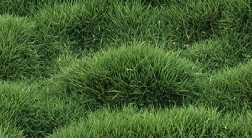 Mascarene Grass or  Zoysia tenuifolia