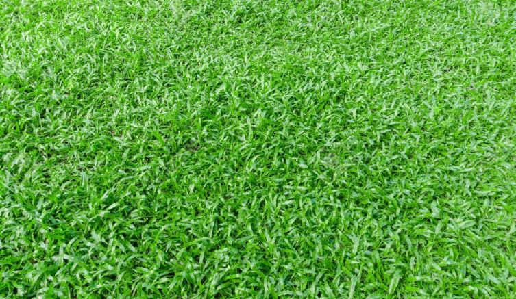 Manila  Zoysia Grass