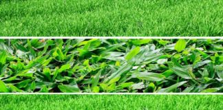 different types of lawn grass
