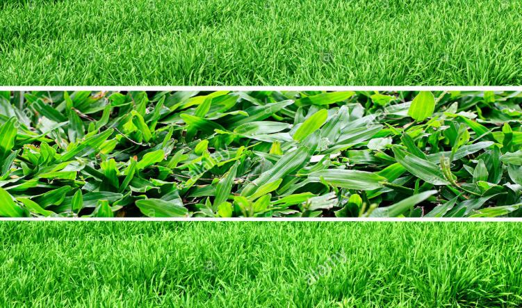 10 Different Types of Lawn Grass