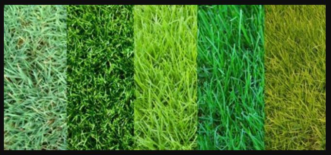 types of grass in texas
