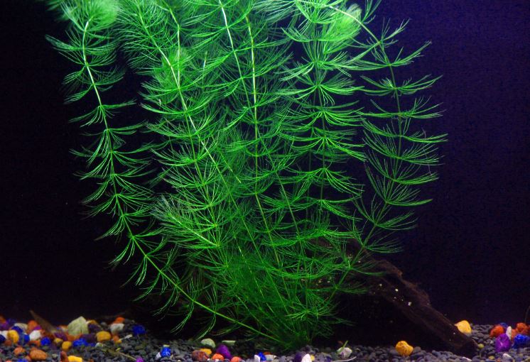 hornwort aquarium plant