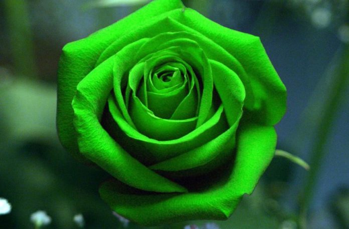 Green Rose: How to Grow, Varieties, History