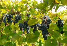 How to Trim Grape Vines