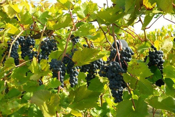 How to Trim Grape Vines