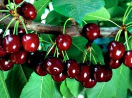 cherry bush