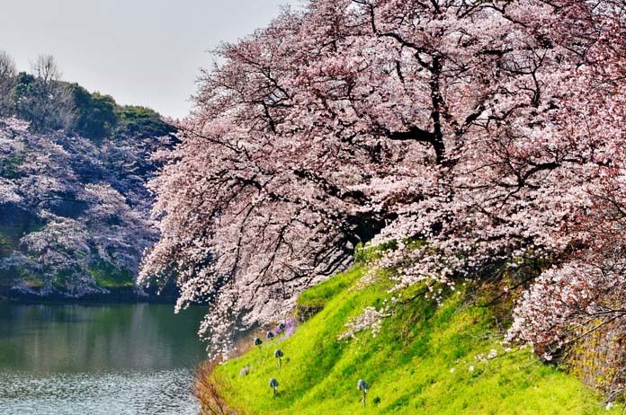 weeping cherry treee