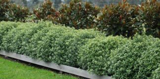 Pittosporum golf ball