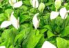 Spathiphyllum