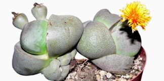 Split rock plant