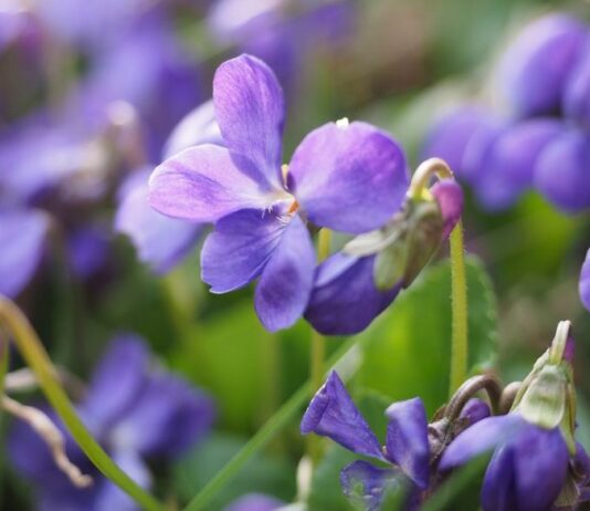 how to grow violets