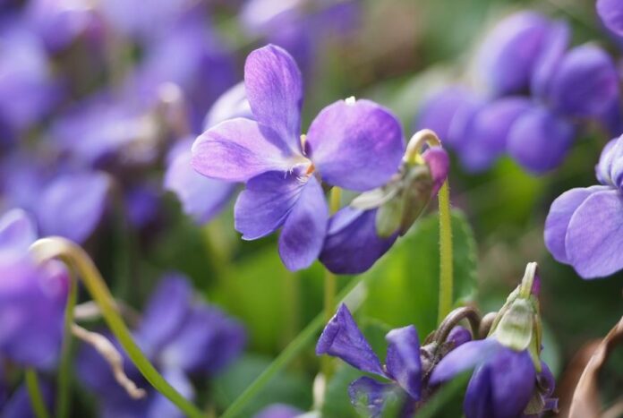 how to grow violets