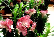 Euphorbia lactea plant