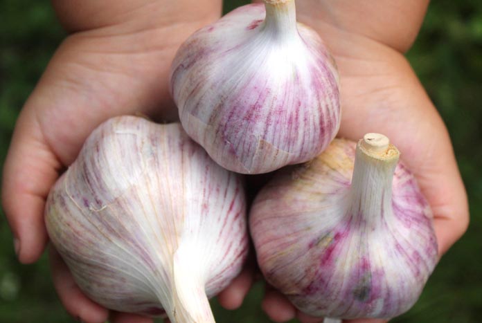 Purple Garlic varieties