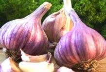 Purple Garlic