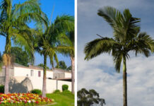 alexandra palm tree