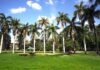 royal palm tree