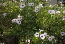 Growing Bower Vine In Container